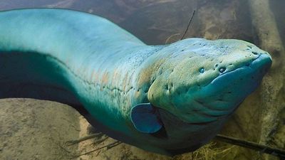 Mengapa Belut Listrik Bisa Menyetrum? Inilah Penjelasan Ilmiah di Balik Senjata Biologisnya