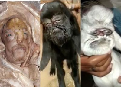 Deretan Cerita Kambing yang Terlahir dengan Wajah Manusia di India, Ada yang Disembah Bagaikan Dewa