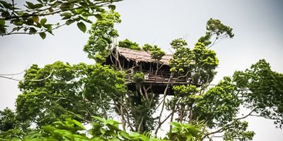 Menelusuri Kehidupan Masyarakat Korowai di Papua: Hidup di Rumah Pohon dan Impian yang Tertunda