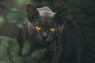 Misteri Pesugihan Kucing Kembang Telon, Jalan Sesat yang Berujung Petaka