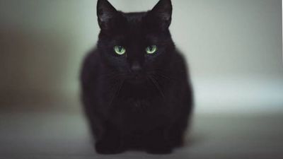 4 Mitos Populer Tentang Kucing Hitam yang Masih Dipercaya, Emang Benar?