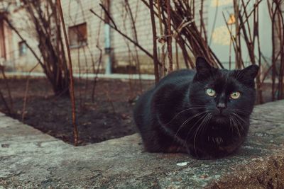 3 Mitos Seputar Kucing yang Masih Dipercaya Banyak Orang sampai Sekarang, Apa Saja?