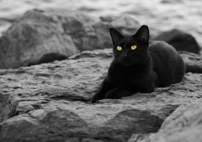 Bukan Malapetaka, Kucing Hitam Justru Bawa Keberuntungan dalam Cerita Rakyat Inggris: Kok Bisa?