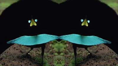 Pesona Vogelkop Superb Bird of Paradise, Hewan Unik Tarian Magisnya di Tanah Papua