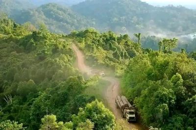 Mengenal Hutan Borneo, Salah Satu Hutan Tertua Dunia yang Ada di Indonesia