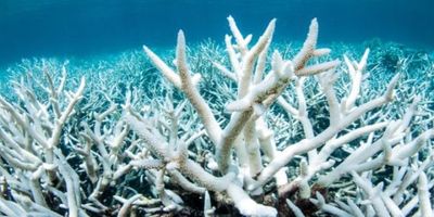 Pemutihan Karang: Fenomena Global yang Mengancam Keanekaragaman Hayati Laut