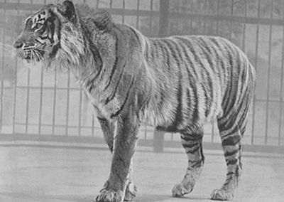 Harimau Jawa Disebut Bangkit dari Kepunahan, Benarkah Jadi Mengecil?
