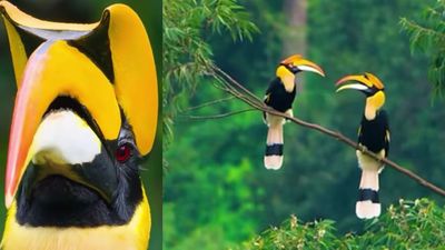 5 Fakta Burung Enggang: Simbol Keanekaragaman Hayati Indonesia yang Terancam Punah