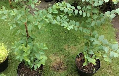 10 Pohon yang Dipercaya Mampu Menangkal Santet dan Guna-guna Menurut Primbon Jawa