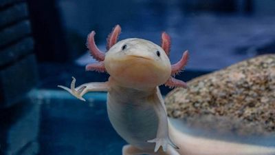 Axolotl: Hewan Imut yang Bisa Regenerasi Jantung dan Otak!