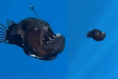 Ikan Anglerfish Laut Dalam yang Langka Muncul ke Permukaan Kepulauan Canary, Kok Bisa?