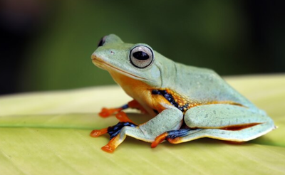 Katak Betina Lebih Pilih Pura-Pura Mati daripada Kawin Sama Jantan yang Jelek? Kok Bisa?