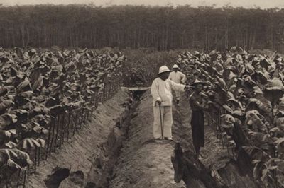 Tembakau Lampung: Dari Ladang Rakyat ke Mesin Ekonomi Kolonial