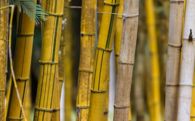Bambu Kuning: Jimat Ampuh Penangkal Santet dan Energi Negatif
