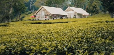 Dari Perkebunan ke Perubahan: Teh Malabar dan Wajah Baru Pangalengan