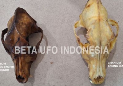 Mengungkap Misteri Hewan Chupacabra di Situbondo, Beneran Nyata?