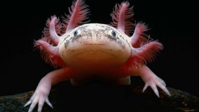 Axolotl: Si Peter Pan dari Dunia Amfibi yang Menolak Tumbuh Dewasa