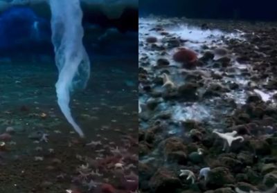 Brinicle Bikin Takjub Dunia Sains: Jari Es Ajaib yang Bisa Langsung Bekuin Hewan Dasar Laut!