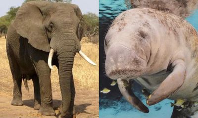 Darat ke Laut: Kekerabatan Tak Terduga antara Manatee dan Gajah