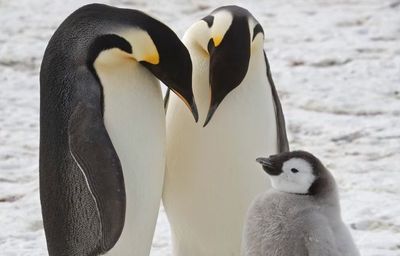 Darurat di Antartika: Populasi Penguin Kaisar Turun Drastis dalam 15 Tahun