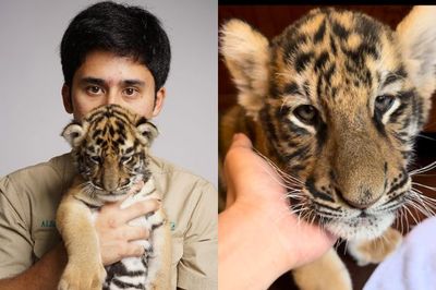 Alshad Ahmad Banjir Kritik Pedas Usai Bayi Harimau yang Diasuhnya Mati: Makanya Jangan Dijadiin Peliharaan