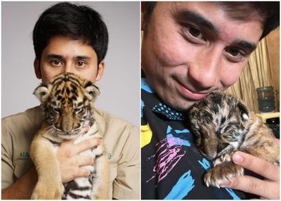 WWF Sentil Alshad Ahmad soal Harimau Mati: Ngambil dari Habitatnya Berarti Mengurangi Populasi di Alam!