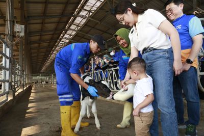 Begini Cara Nagita Slavina Kenalkan Manfaat Susu, Ajak Cipung Kepeternakan Sapi di Subang