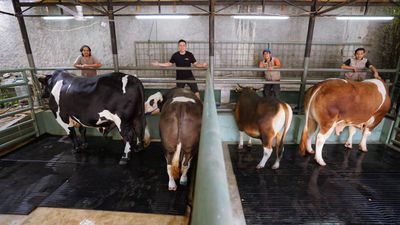 Jelang Idul Adha, Irfan Hakim Siapkan 4 Ekor Sapi Besar untuk Kurban