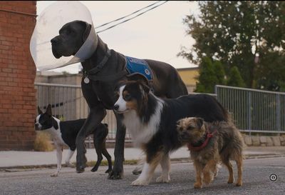 Strays Memang Film Lucu Tentang Hewan, Tapi Nggak Cocok untuk Anak-anak karena Terlalu Mengerikan