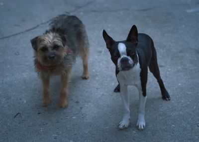 Review Strays : Komedi Brutal dan Vulgar Hewan Peliharaan yang Tak Semuanya Bisa Bikin Ketawa