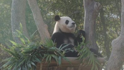 Kisah Panda Fu Bao akan Ditayangkan dalam Film Dokumenter Animasi Goodbye Grandpa