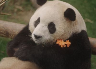 Film Dokumenter Panda Viral, My Dearest Fu Bao Tampil Mengesankan di Box Office Korea