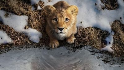 Sebagus Apa Film Mufasa: The Lion King ? Berikut Reviewnya