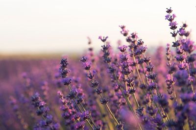 Enggak Cuma Jadi Aromaterapi, Lavender Ternyata Ampuh untuk Perawatan Kulit dan Wajah