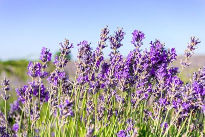 Serba-serbi Lavender: Tanaman Pretty But Powerful