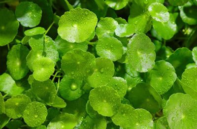 Efek Samping Centella Asiatica, Amankah untuk Semua Orang?