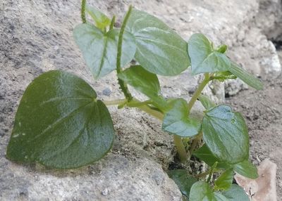 Sering Dianggap Gulma, Tanaman Sirih Cina dan Ketul Ternyata Bisa Jadi Toner Jerawat