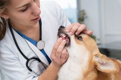Tingkat Kematian Akibat Rabies Meninggkat Drastis, Vaksinasi Jangan Putus