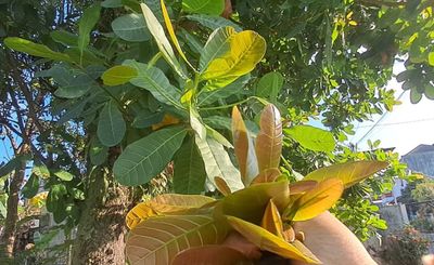 6 Manfaat Mengagumkan Daun Jambu Monyet yang Jarang Diketahui, Bisa Atasi Sembelit