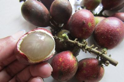 Matoa, Buah Kaya Khasiat dari Papua yang Punya Tiga Rasa Buah-buahan