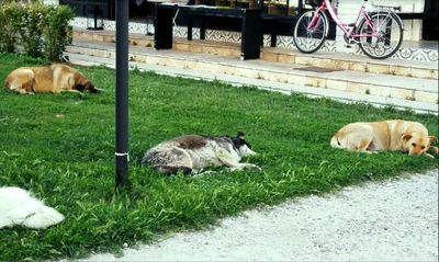 Mengejutan! Tiap Tahun 24 Orang di Turki Meninggal Akibat Rabies