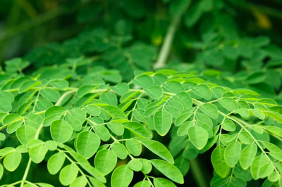 Enggak Cuma Buat Usir Setan, Daun Kelor Punya Segudang Manfaat untuk Kesehatan, Lho!