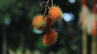 Manfaat Daun Rambutan buat Kesehatan Rambut