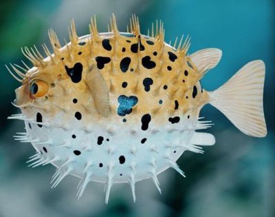 Bahaya Konsumsi Ikan Buntal: Sensasi Mematikan yang Tak Layak Dicoba