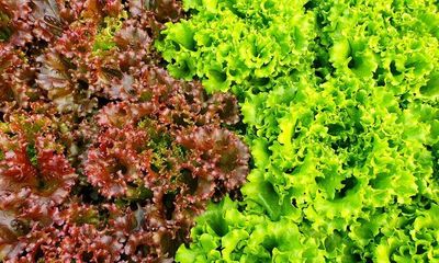 9 Manfaat Mengonsumsi Selada Merah, Kaya Nutrisi Hingga Menurunkan Berat Badan