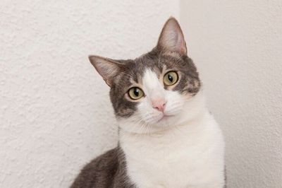 6 Manfaat Tersembunyi Memelihara Kucing untuk Kesehatan Mental