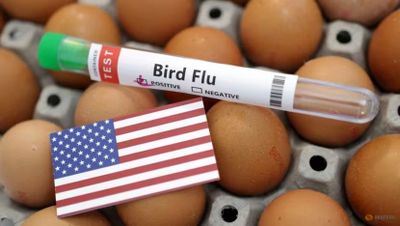 5 Fakta AS Temukan Potensi Penyebaran Flu Burung pada Sapi Perah