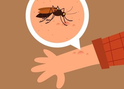Virus Oropouche Kini Menjangkau Jerman, Apa Saja Gejalanya?