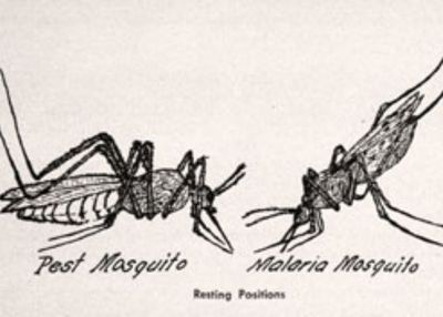 Sejarah Singkat Penyakit Malaria, Awal Kemunculan hingga Upaya Pembasmian