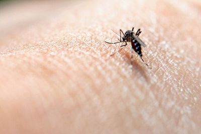 5 Mitos dan Fakta Penyakit Malaria yang Paling Umum